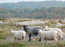 Etelruotsalainen luonnonsuojelu-alue lampaineen.